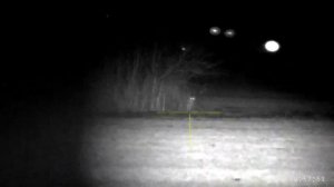 Охота на шакала