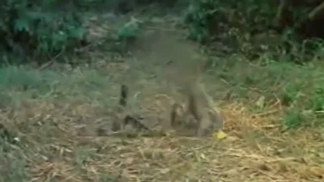 Brave Monkey Vs Snake King Cobra , Lizard Real Fight Compilation Big Battle In The Desert смотреть онлайн