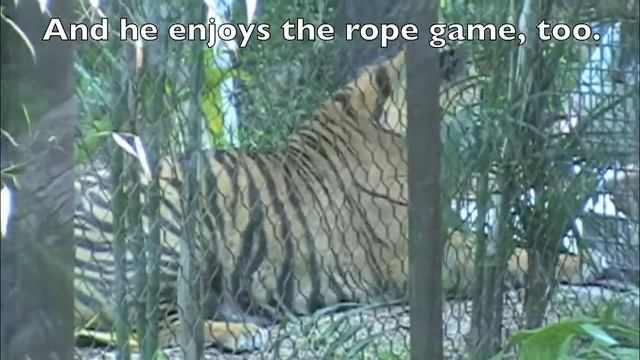 Sumatran Tiger | San Diego Zoo Safari Park's New Tiger Trail | See a Tiger Eye to Eye смотреть онлайн