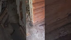 дом из сруба,как заменить несколько сгнивших винцов по всему периметру!