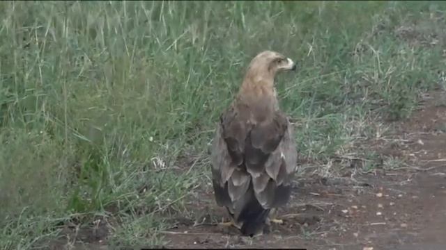 ~ Orzeł stepowy ( Aquila nipalensis ) ~ Afryka Safari 04/05/2019 смотреть онлайн
