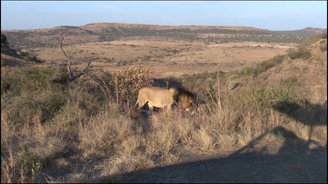 Travel VLOG & Drone Footage of Nambiti Private Game Reserve, Springbok Lodge смотреть онлайн