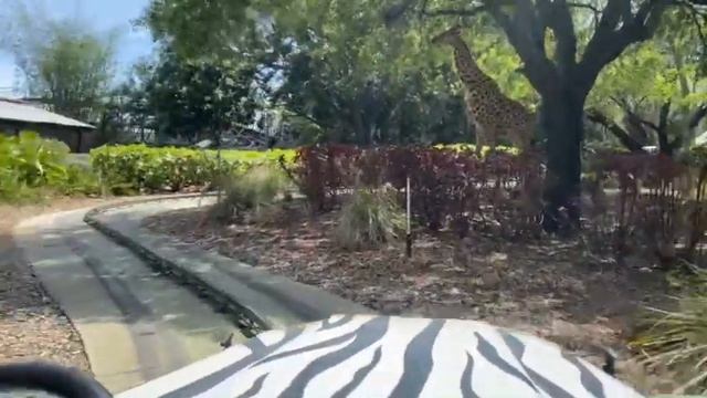 Safari Trek Ride at Legoland Florida Theme Park #trending #fyp #viralvideo смотреть онлайн