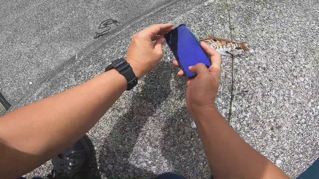 リュックに収まるつりざおを持って昼休憩中に買ったばかりのルアーをテストしてみました【ズームサファリ404UL】 смотреть онлайн