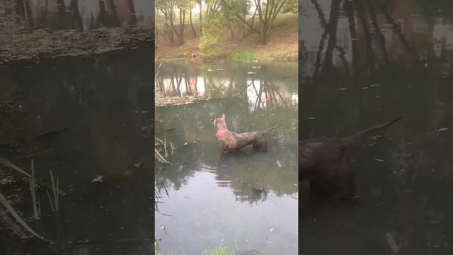 Замачивание лап после грязюки)) Тая посчитала, что отмылась))) смотреть онлайн