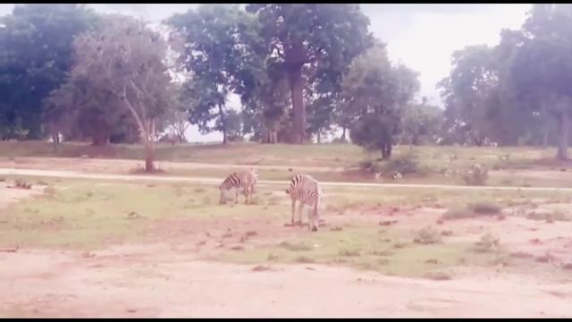 RIDIYAGAMA SAFARI PARK IN HAMBANTHODDE || CEYLON TOURISM смотреть онлайн