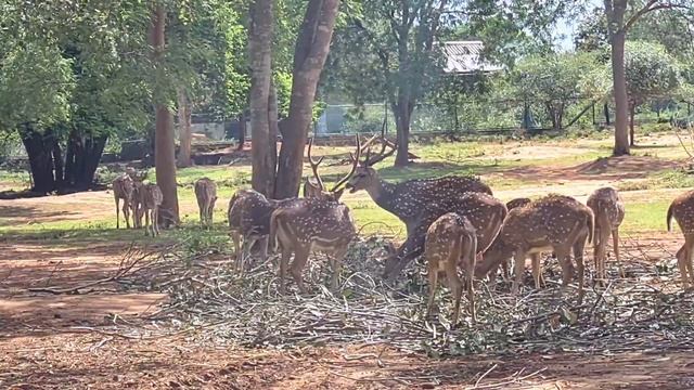 The best Sri lankan Wild life experience - Ridiyagama Safari park смотреть онлайн