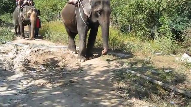 MVI_0293.AVI ELEPHANT RIDE IN HUA HIN THAILAND смотреть онлайн
