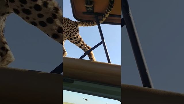 Three Cheetah Cubs Jump on Land Cruiser on Safari смотреть онлайн