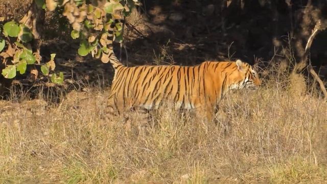 Jeep Safari - Tiger Akash T64 Marking Territory | Ranthambore National Park смотреть онлайн