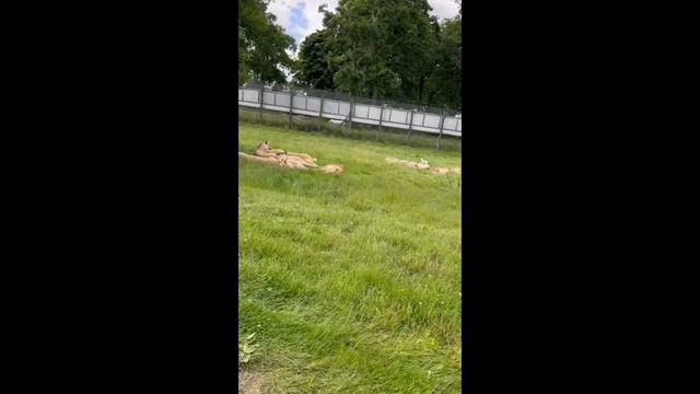 Woburn safari park смотреть онлайн