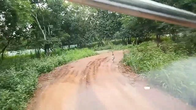 Lion 🦁 Safari at Nandan Kanan // Lion,Tiger, Bear, Deer //Bhubaneswar смотреть онлайн