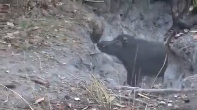 Nagaland // wild pig hunting / Brave Dog / Hunting 🐖🐖🐖 смотреть онлайн