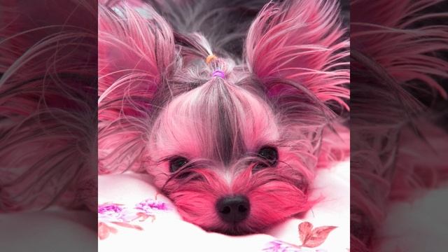 Background for Brave Doggy смотреть онлайн