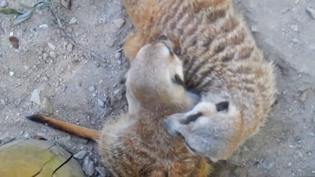 Nice and funny animals at Opel Zoo, Germany! Including an Erdmännchen-Attack! смотреть онлайн
