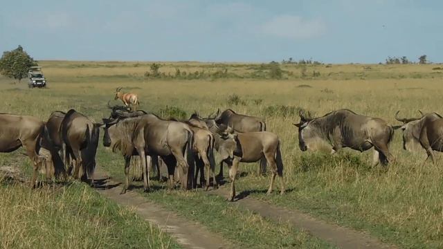 Wildebeest Masai Mara on the way to Mara River смотреть онлайн