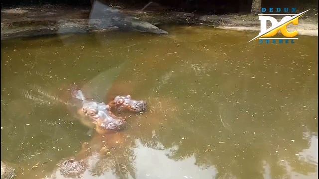 SAFARI JOURNEY BALI SAFARI AND MARINE PARK || MELIHAT SATWA DI ALAM BEBAS смотреть онлайн