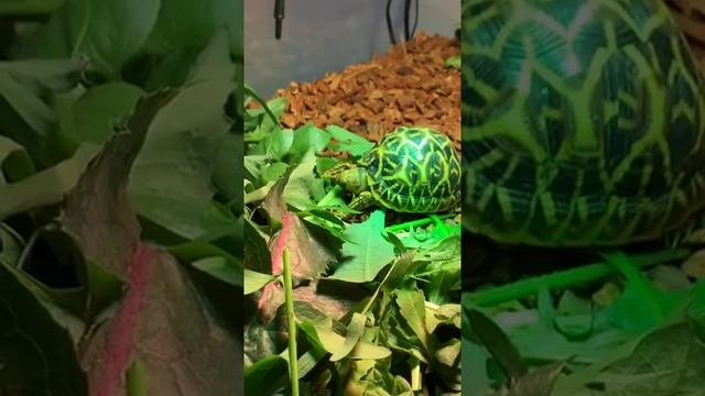 Geochelone Elegans eating 1 смотреть онлайн