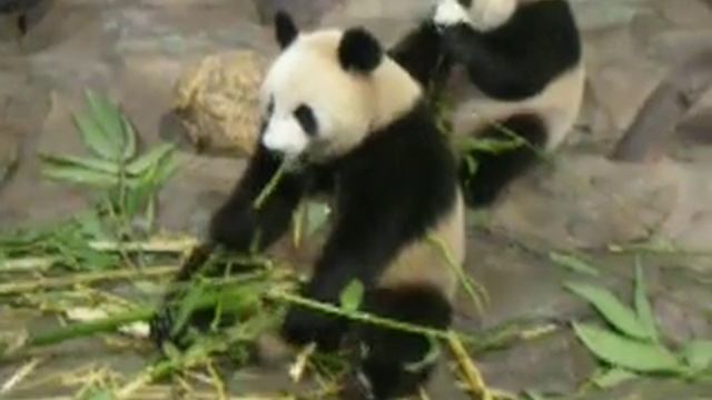 Two Panda are eating Bamboo@ChangLong Animal Park, Guangzhou смотреть онлайн