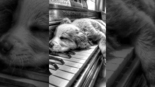 Light from your window (instrumental cover) смотреть онлайн