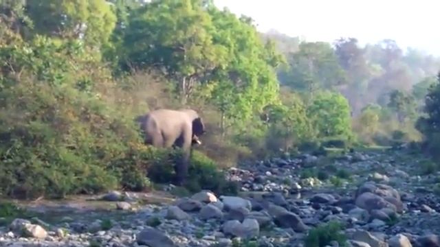 http://www.jimcorbettnationalpark.co.in - Wild Elephant in Sitabani Safari Zone смотреть онлайн