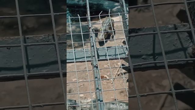 Bangkok Safari World And Marine Park | Bangkok Attractions | Bangkok tourism смотреть онлайн