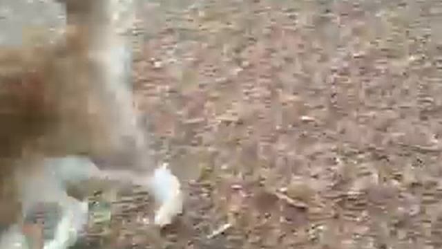 Masterson Station Dog Park *sorry for the bad quality* смотреть онлайн