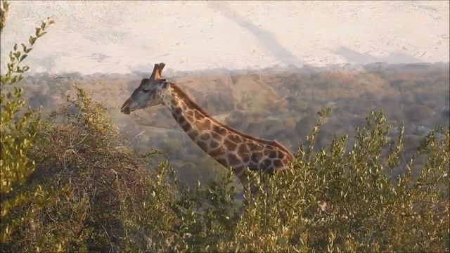 Kruger National Park Safari, South Africa 2019 смотреть онлайн