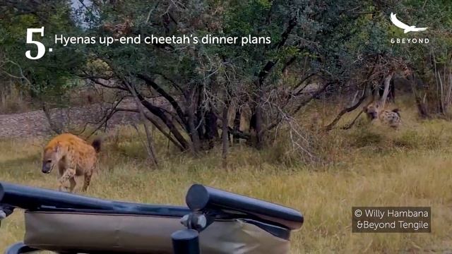 9 great cheetah spottings | WILDwatch смотреть онлайн