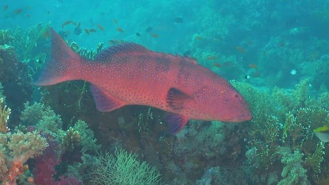 Tauchsafari Rotes Meer Nord Tour und Wracks mit der Blue Planet 1 Dez. 2022 best Diving red sea 4 смотреть онлайн