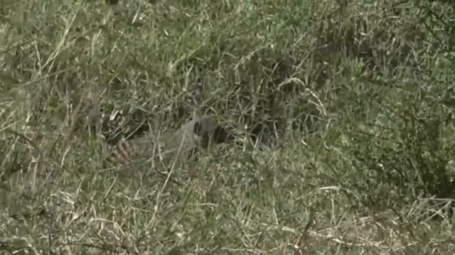 June 26, 2017- Sunrise - Banded Mongoose Species with Scott смотреть онлайн