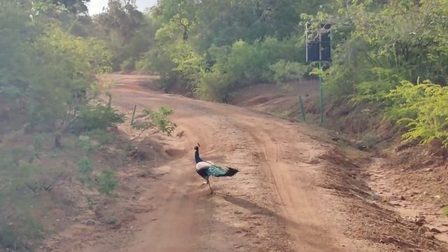 Yala National Park | The Most Famous Wildlife Safari in Sri Lanka смотреть онлайн