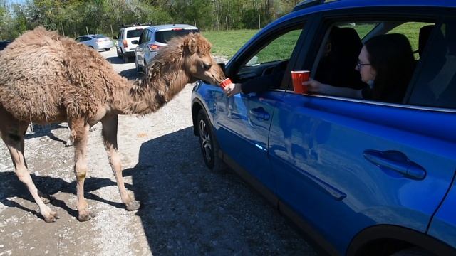 The Wild Animal Park in Chittenango opens in a unique way, drive-thru смотреть онлайн