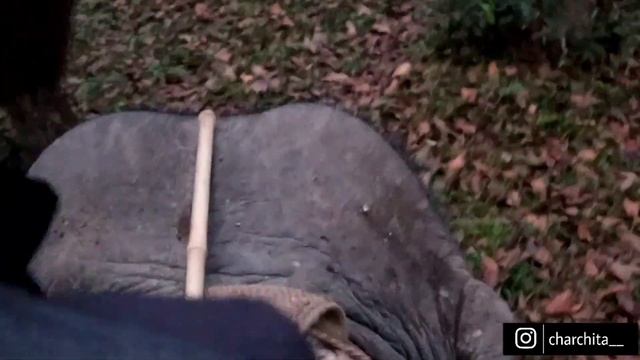 KAZIRANGA National Park Elephant Safari and Jeep Safari - Assam Travel Vlog |Ep -1 | Charchita Sarm смотреть онлайн