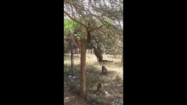 MONKEYS VS MAN WITH AN AK47. WHO WON? MUST WATCH [BEST MONKEY VIDEOS 2017] смотреть онлайн