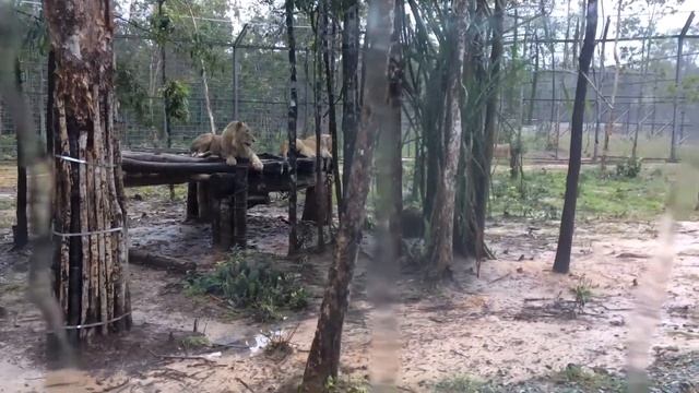 DU LỊCH PHÚ QUỐC: VƯỜN THÚ HOANG DÃ (PHÚ QUỐC SAFARI PARK). смотреть онлайн