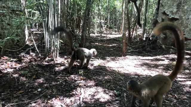 Lemurs Drinking from a Snail Shell in Madagascar смотреть онлайн