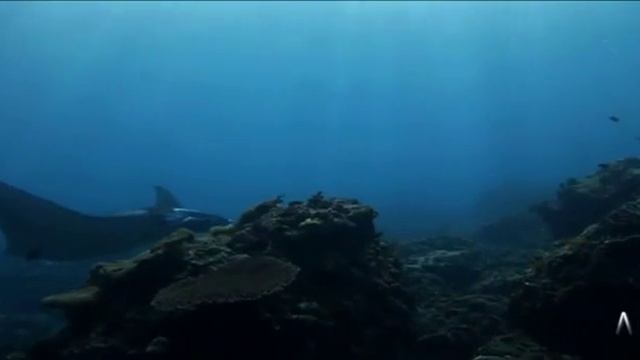 Прямая трансляция пользователя Alexey Zemskov смотреть онлайн