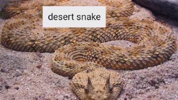 Different types of deserts🐪|desert|keep it real|#youtube #safari