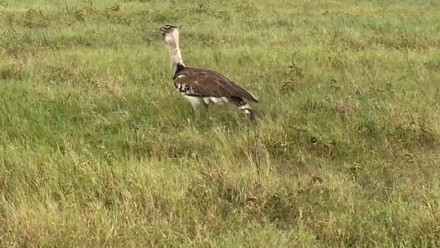 Ngorongoro Crater смотреть онлайн