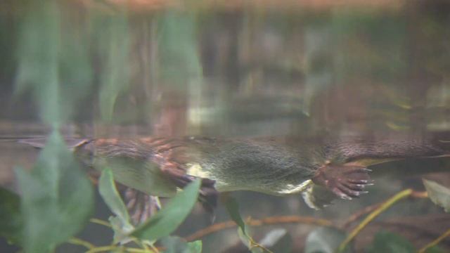 4 Minutes of Platypus Playtime смотреть онлайн