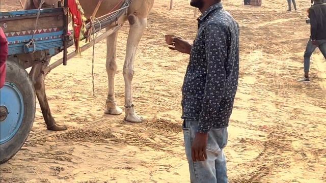SUBSE FUNNY CAMEL SAFARI KI HUMNE | PUSHKAR MANDIR MAIN PUJA | JAIPUR VLOG | HARSHA DUTTA смотреть онлайн