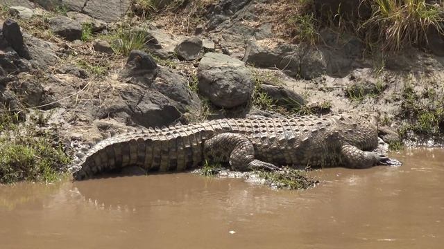 Maasai Mara's Apex Predator: Nile Crocodile in 4K смотреть онлайн