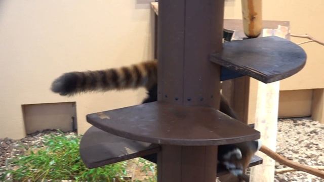 レッサーパンダさんが、りんごをパクパク食べちゃうぞ！ Red panda смотреть онлайн