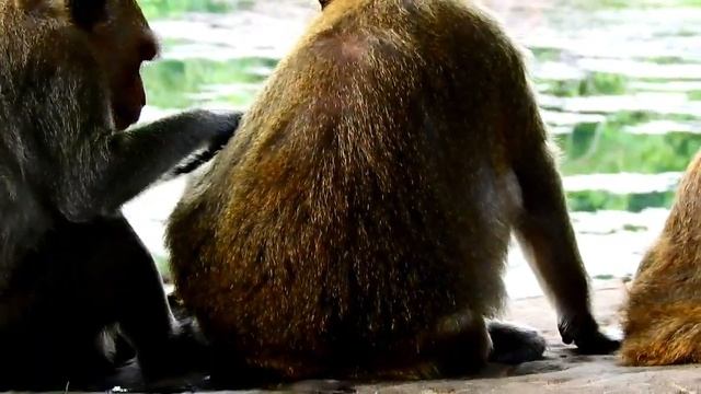 OMG, HOW BRAVE BABY TYSON COMES CLOSE AND TALK TO THE KING // MOM TARA GOT SHOCKED смотреть онлайн