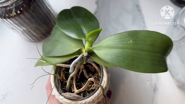 Как оформить стеллаж с орхидеями ?! 😁🤔🌸 орхидеи в закрытой сисеме #phal #orchid #винтажныйстиль смотреть онлайн