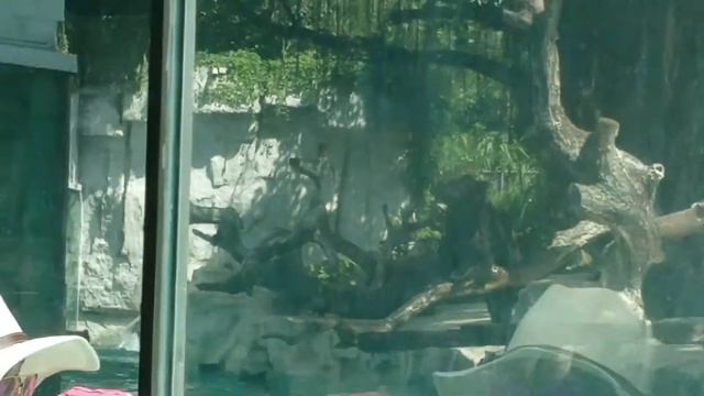 【VLOG】Guangzhou Chimelong Safari Park（长隆野生动物园） смотреть онлайн