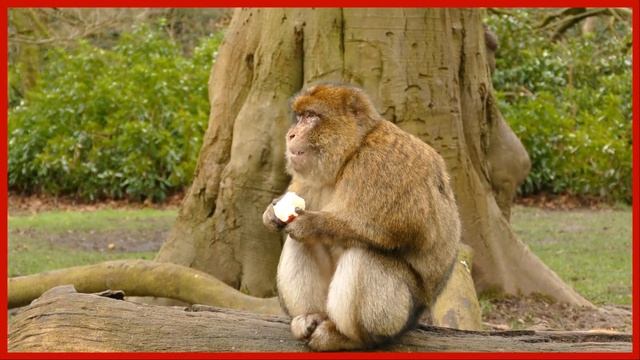Guess The Animal | Can You Guess the Animal Shadow | Safari Animal Puzzle | Learn Wild Animal Names смотреть онлайн