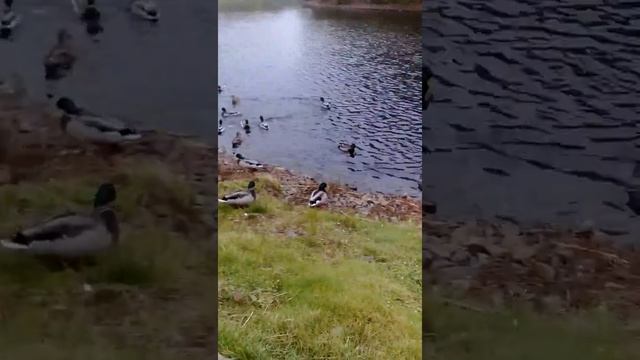 Уточки смотреть онлайн