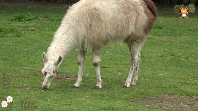 Happy Animal Moments, Familiar Animal Sounds: Hippo, Elephant, Fox, Pelican - Animal Videos смотреть онлайн